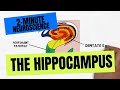 2-Minute Neuroscience: The Hippocampus