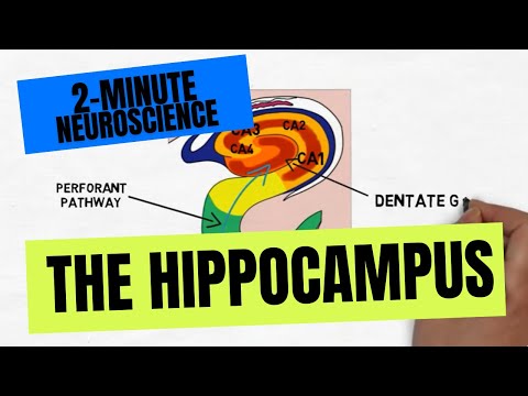 2-Minute Neuroscience: The Hippocampus