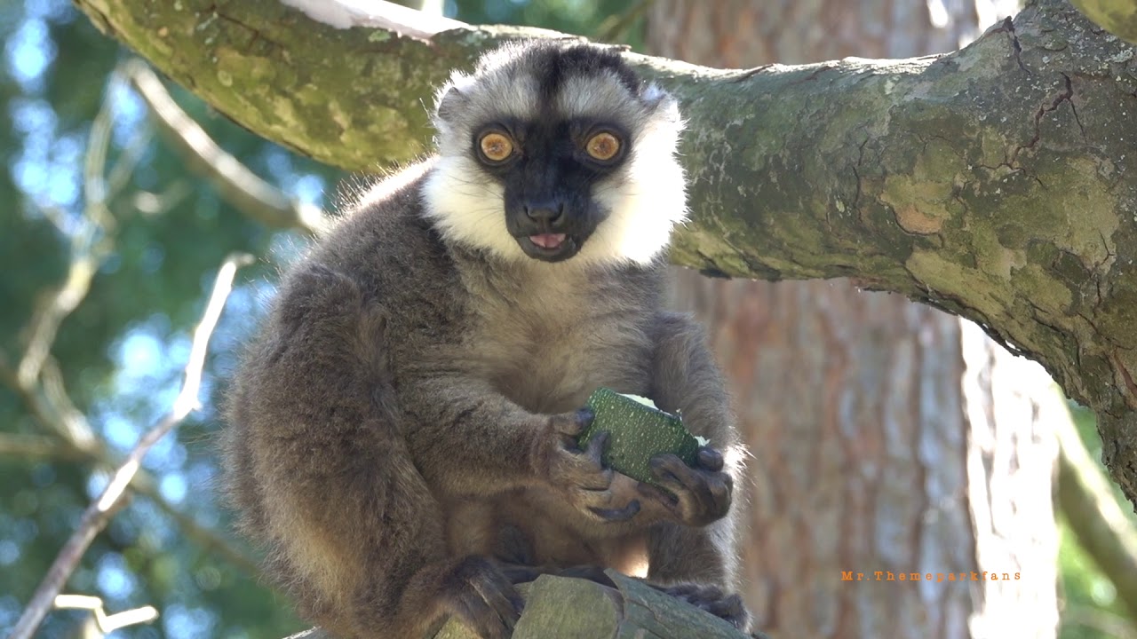 Bellewaerde animals fun. :)