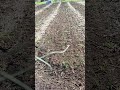 The seeds are popping