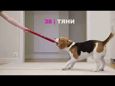 СОБАКА БИГЛЬ ВЫПОЛНЯЕТ 100 ТРЮКОВ!!! SMART BEAGLE PERFORMS 100 TRICKS!