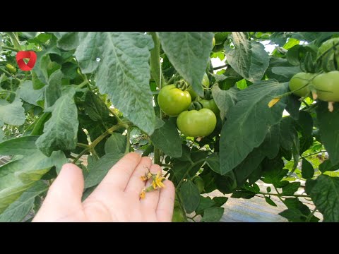 Video: Помидордогу гүлдүн чирүүсү: помидор гүлүнүн чиригин кантип токтотуу керек