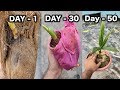 How To Grow Coconut Tree At Home I Best and Easy method | 50 days Update Step by Step