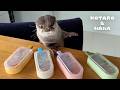 カワウソに特製アイス作ってあげたら食べるの下手すぎた Otter Struggles to Eat Ice Pops
