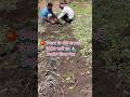 वेस्टेज पानी 💧 का उपयोग टमाटर 🍅 के पौधे के लिए किया गया 🌳✅💪 #shorts #trending