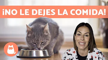 ¿Con qué frecuencia debo alimentar a mi gato?