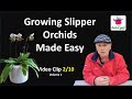 Episode 81  2  growing slipper orchids made easy volume 1   clip 2