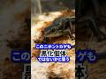 ブラックタイプのニホントカゲ!! #オーナーズフィッシュ #爬虫類 #ニホントカゲ