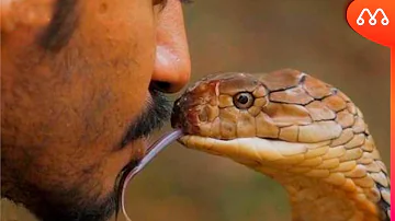 Como hipnotizar cobra?