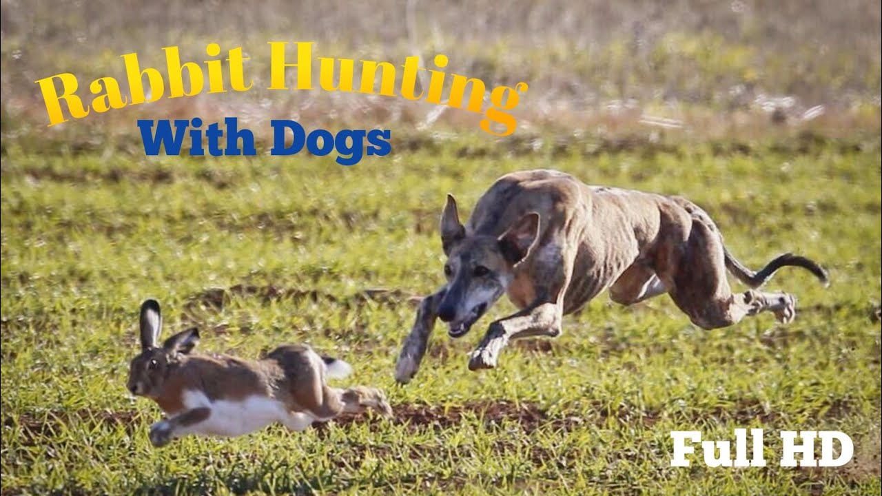 Super Speed Racing Dogs vs Wild Rabbit | Hunting Rabbit with Dogs in ...