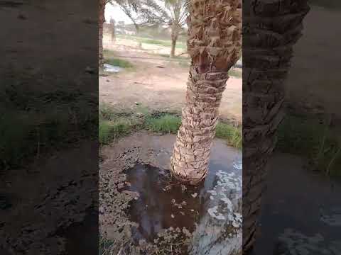 منفعة فضلات الغنم في غلة النخيل دقلة نور