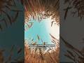 Lughnasadh – The Celtic Festival of the First Harvest 🌾🔥 #shorts