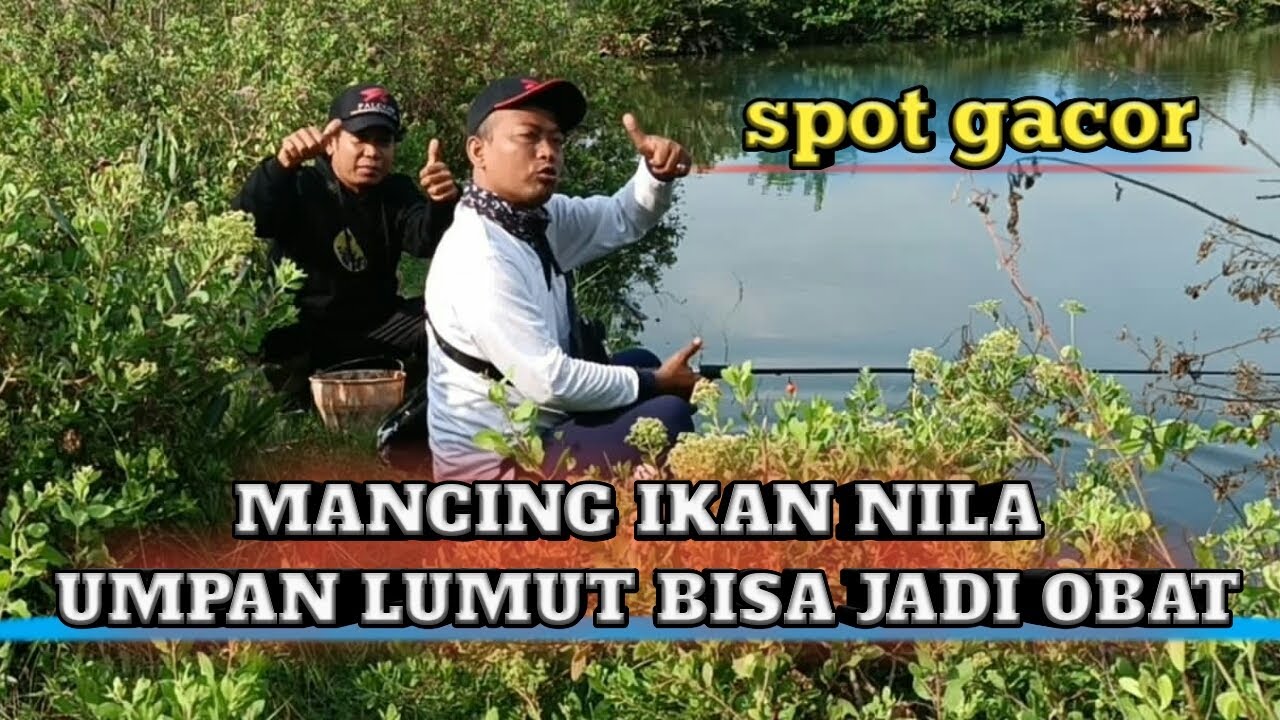 Mancing Ikan Nila Umpan Lumut Bisa Jadi Obat Stres Ketika Istri Kita