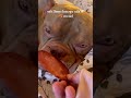 Funny Dogs #Funny #Cute #Dogs #Trending #Funny Videos #For You