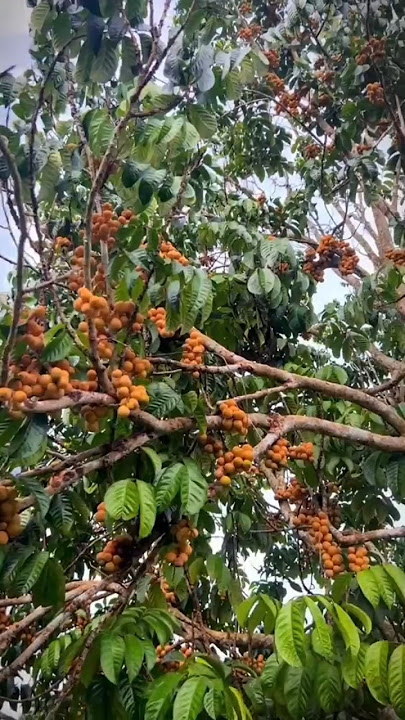 Duku Tanpa Biji Malaysia