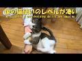 娘の猫使いのレベルが凄いのか?ハナが大人なのか?分からないですね 暴れ猫/保護猫ハナ♂