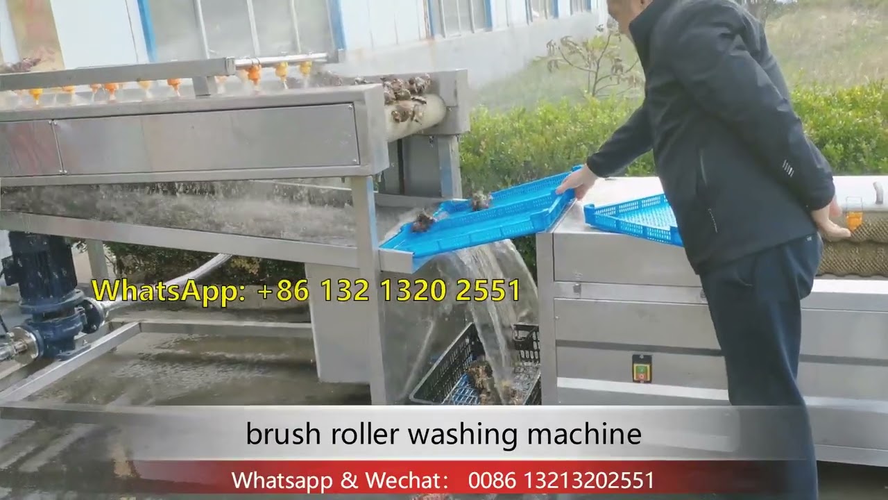 202311 horizontal type brush roller vegetable and fruit washing machine testing with ginger