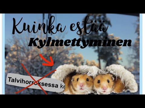 Video: Kuinka Pitää Hamsteri