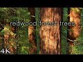 4K Redwood Forest Trees 1 HR Nature Relaxation™ Static Scene from California