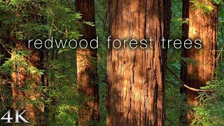 4K Redwood Forest Trees 1 Hr Nature Relaxation™ Static Scene From California