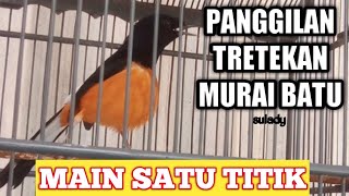 TRETEKAN PANGGILAN MURAI BORDAN,YANG LAIN IKUT TRETEK DAN EMOSI