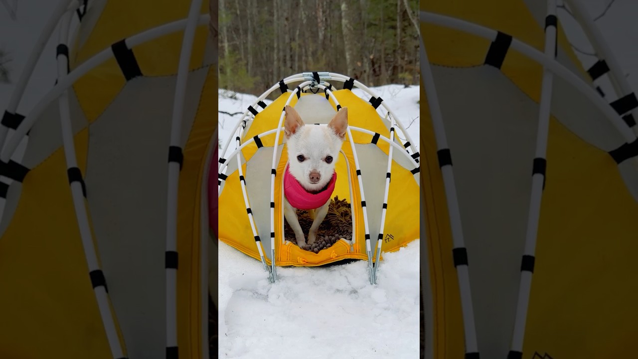 Chihuahua leads failed expedition #winter #snowshoe