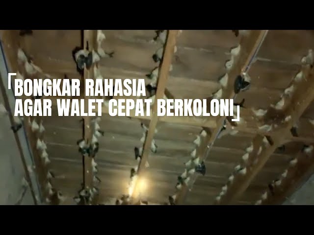 BONGKAR RAHASIA AGAR WALET CEPAT BERKOLONI. class=