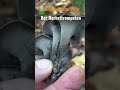 Die Herbsttrompete - der Wald erblüht und steht voll davon! Herrlich!  Oktober 2022