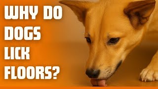 What Your Dogs Floor Licking Really Means