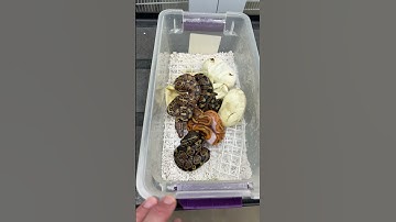 My good luck continues with the Hypo Ultramel Pied project!