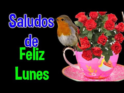 Saludos de Buenos Dias Feliz Lunes Lindas palabras para ti Mensaje mas  hermoso Abrelo - YouTube