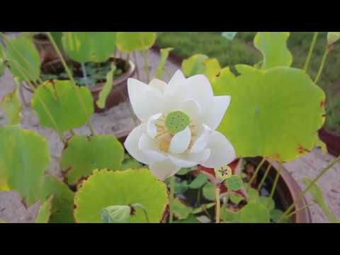 2018. 8. 망성초등학교 꽃시음