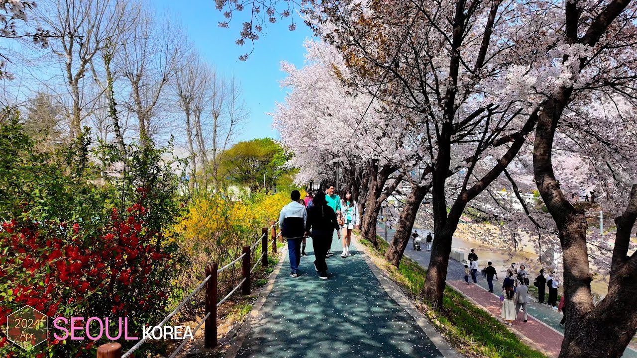 Yangjae-dong Street, with Cherry Blossom🌸🌸 •[4k] Seoul, Korea
