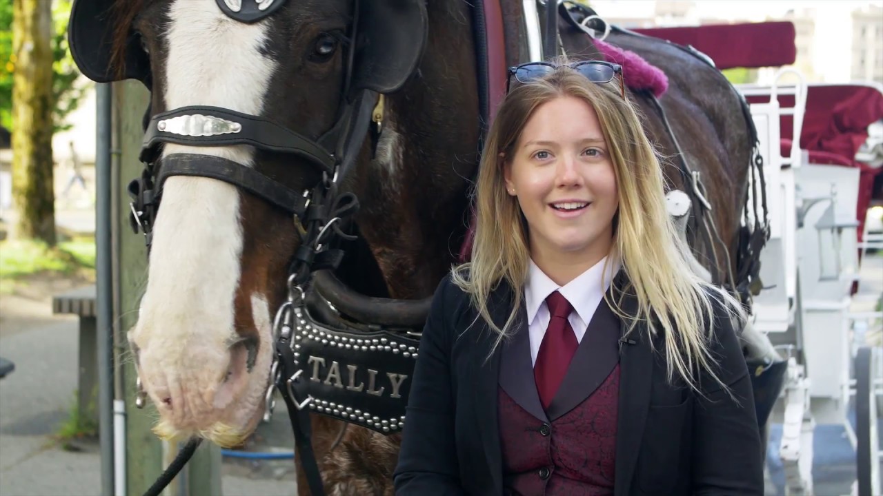 tally ho carriage tours