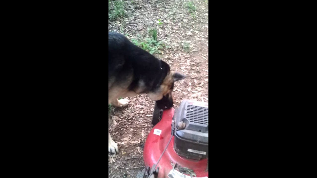 Dog attacks Lawn Mower - YouTube
