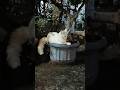 apa kucingmu membawa homi? #cat #kucinglucubandung #imut #kucing #shortvideo