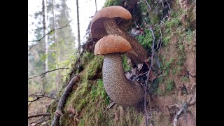 видео: Грибник попал на поляну подосиновиков! Конец Лета! Август 2023 года. картинка: Грибник попал на поляну подосиновиков! Конец Лета! Август 2023 года.