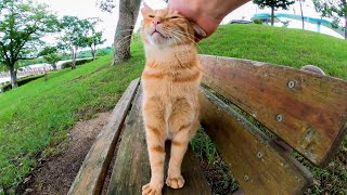 ベンチで誰か来るのを待っている公園の猫が可愛過ぎる