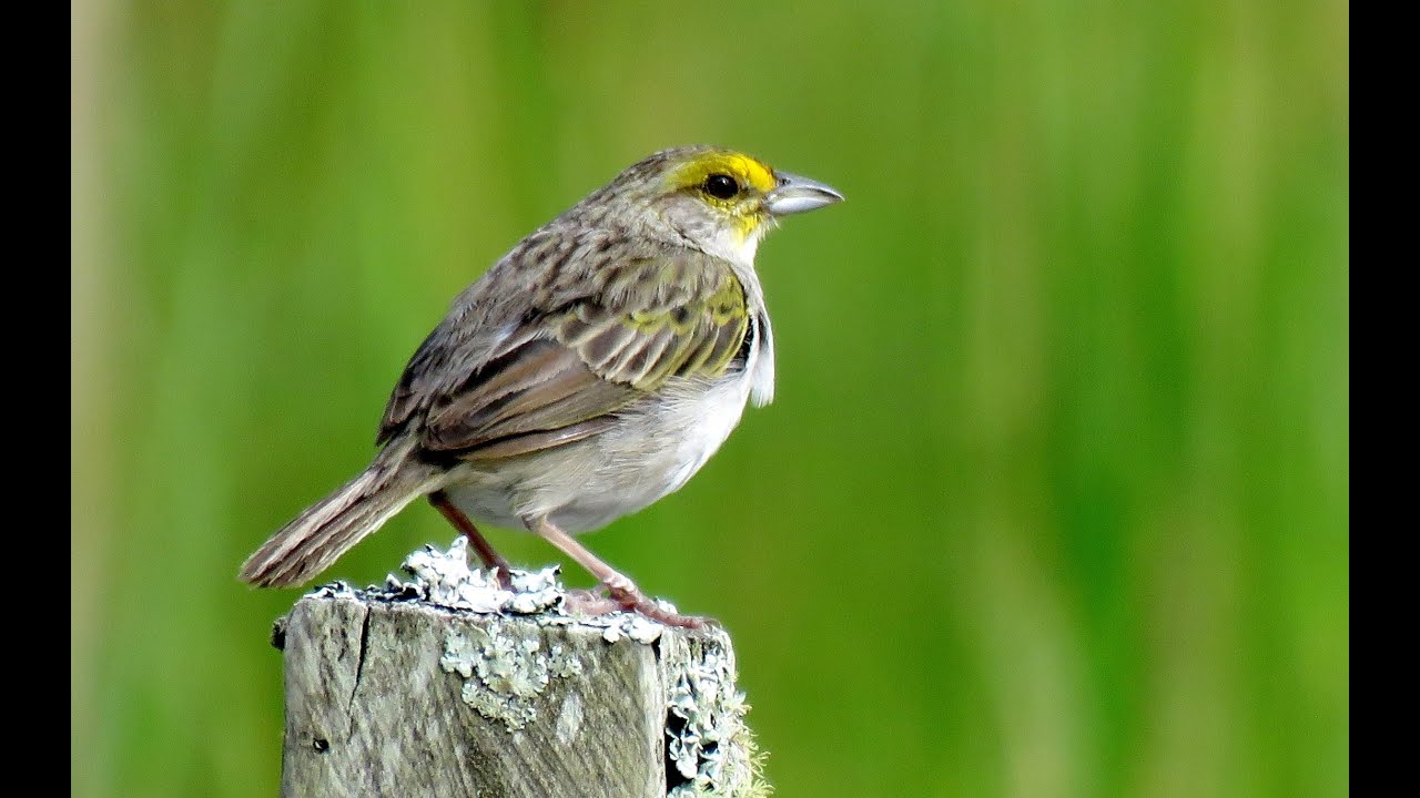 Yellow-browed Sparrow Quijos Ecuador 