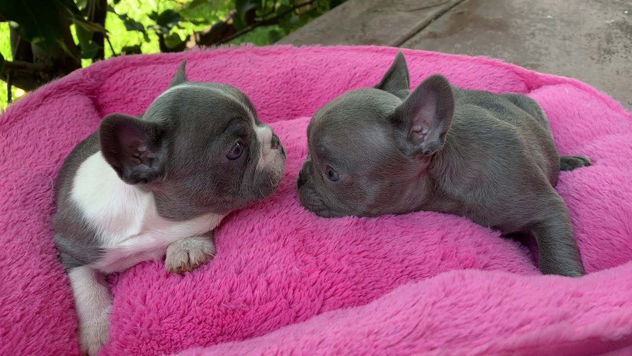 french bulldog - LIlac Pied - YouTube