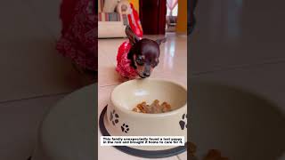 This family unexpectedly found a lost puppy in the rain and brought it home to care for it...