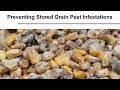 Preventing Stored Grain Pest Infestations