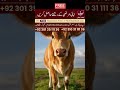 Surah Rahman Aur Gaye Ka Doodh Har Bandish Ka Khatma Mehrban Ali #Success #Wealth #SurahRahman #Waz