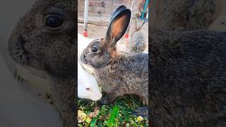 Cute Rabbit Videos That Will MELT Your Heart! I #cute #rabbit #pets #animals #cutebunny #bunny