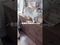 😾猫のいる💉看護師の夜勤明けvlog🌙