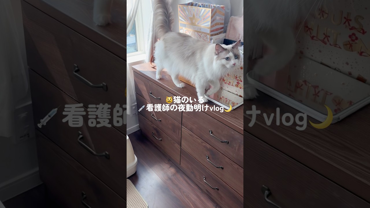 😾猫のいる💉看護師の夜勤明けvlog🌙