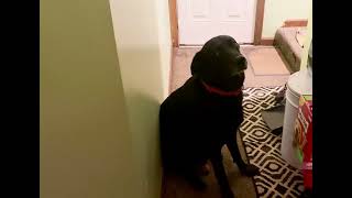 Funny Dog attempts to make sad eyes to get snacks / dog refuses to come inside by JOANNA AUD 3,409 views 2 months ago 16 seconds