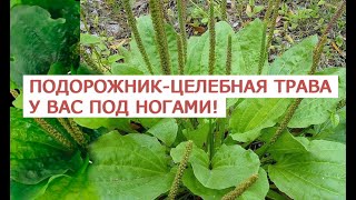 видео Ботва моркови: полезные свойства для зрения и потенции