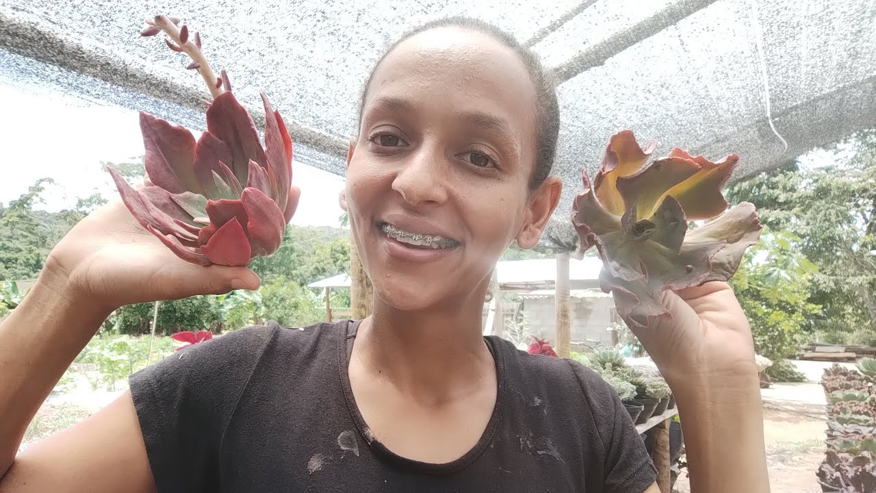 UMA CAIXINHA CHEIA DE SURPRESAS! 😯 NÃO ESPERAVA POR ISSO #suculentas #cactos #jardimdesuculentas 