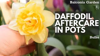 Aftercare For Daffodils Grown In Pots! What To Do When Flowering Is Over | Balconia Garden